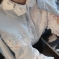 韩国女装2015春夏爆款 babirolen网纱拼接花朵针织开衫（2色）